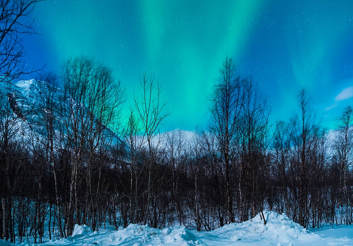 Winter Woods with Northern Lights