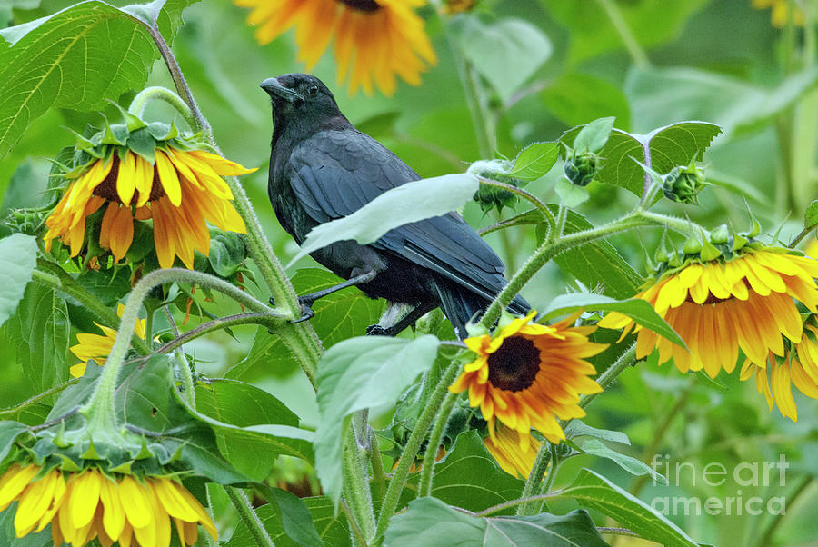 Sunflowers and Crows